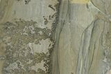 Triassic Aged Stromatolite Fossil - England #130936-1